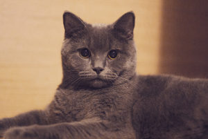chat les lilas